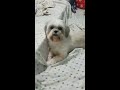 Shih Tzus - Playing with my furbabies! ❤