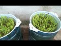 The simplest method to grow hydroponic water spinach in plastic bottles, harvested after 10 days