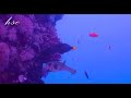2024  fishes of red sea اسماك البحر الاحمر
