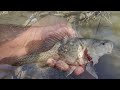 Murray Cod Fishing, Exploring A New Fishing Spot