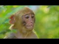 Animal Universe 8K ULTRA HD - Relaxing Movie With Inspirational Music