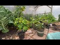 Greenhouse ASMR near the Ocean,  fountain, kittens