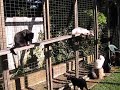 Cats in Cat Enclosure