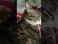 cat licks herself but slo-mo