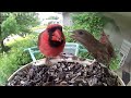 BirdCams-Week 4a-Jun 2024