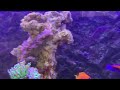 Sea Hare in Reef Tank