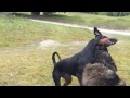 Rottweiler Doberman mix plays with girlfriend!