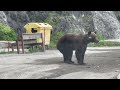 Barbat alergat de ursi pe Transfagarasan
