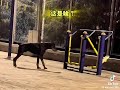 Funny dog