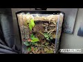 A tour of my Thrive 20 Gallon Corner Vivarium