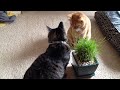 Doodles and Lily - Cat grass.