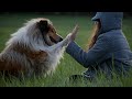 Awesome dog tricks by rough collie Thunder