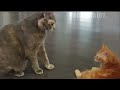 😼  Cute and funny cats compilation 😂 Funny cats life
