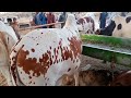 New Maweshi Mandi in Nazimabad | Cow Mandi | Cattle Market | Maveshi Mandi 2024