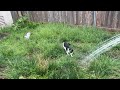 The Kittens like the hose