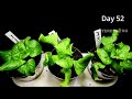 Growing Lettuce Seed to Harvest Timelapse [69 Days]