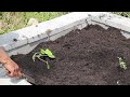 Did I get it all planted? || Mini garden tour