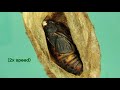 Cecropia Moth Lifecycle