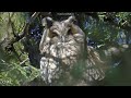 Amazon Rainforest 8K ULTRA HD - The World’s Largest Tropical Rainforest | Wildlife Film