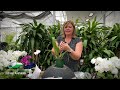 ORCHID CARE SECRETS: MASTER YOUR BLOOMS