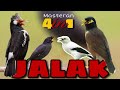 Masteran JALAK 4IN1