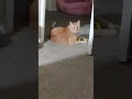 orange cat playing with pipe cleaner