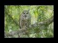 Barred Owl Calls