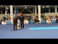 World Dog Show 2024 - Full Best in Show