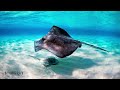 🤑पिता जन्म देता है इन बच्चों को | Craziest Ways Sea Creatures Give Birth | Sea Creatures || RP Facts