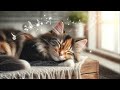Calming Music for Cats - 2 Hour Relaxation Sleeping Music With Cat Purring Sounds