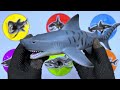 Sharks: Megalodon, Whale Shark, Great White Shark, Basking Shark, Hammerhead & Tiger Shark.  MN051