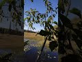 Checking the Culvert