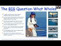 Citizen Science in Whale Research with Dr Wally Franklin and ACSA QLD