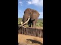 Bet he can't drink beer that fast! #shorts #wildlife #nature #Elephants #