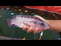 Ganas ikan nila nya haup‼️ Mancing nila