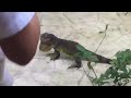 The green iguana at occidental Xcaret