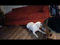 cute dogs playing tug-of-war #fyp #cute dogs #Labrador ##germanshepherd