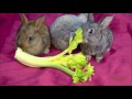 Cute Rabbits Eating Compilation