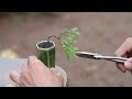 Making a mini bonsai tree (Chinese juniper)