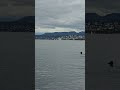 Zürichsee  بحيرة زيوريخ Juli 2024