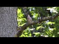Mourning Dove Cooing (Canon R5 + Sennheiser MKE 600 Test)   #birds #naturevideography #nature