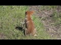 Wonderful Wyoming Wildilife - Coyote Pup - 6/1/2015