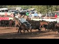 Team Sorting 🐂 2023 Motley / Dickens Old Settlers Rodeo | Saturday