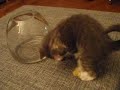 Chancey kitten - fun in a fishbowl (Swan Lake Ballet)