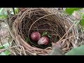 Ini Gak Masuk Akal😱😱😱. Ngebolang Mencari Sarang Burung. Ketemu Puluhan Sarang Burung di Hutan Ini