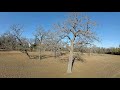 Winter Tree Dance