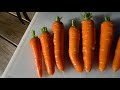 Easiest Way to Grow LOTS of Carrots & Harvest Carrots