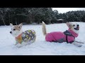 コーギーのゆき＆ゆめ　初雪！でお散歩だよ　Corgi YUKI & YUME playing in the snow for the first time this season.