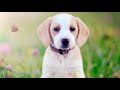 ► Beagle [2020] History, Appearance, Temperament, Training, Exercise, Care & Health