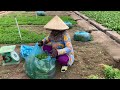 Thu hoạch NGÒ RÍ của nông dân Phan Rang.